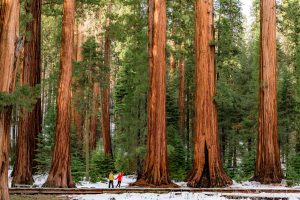 red wood trees in suquoia national ark with a couple at the bottom | Luxury Homes by Brittany Corporation