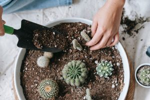 A picture of repotting succulents. | luxury homes by brittany corporation