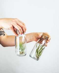 air plants low maintenance | | luxury homes by brittany corporation