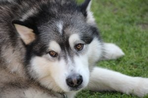 black and white alaskan malamute in a luxury house and lot | luxury homes by brittany corporation