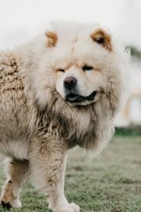 cute white expensive dog chow chow | luxury homes by brittany corporation