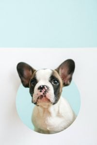 french bulldog in a circle hole cute expensive dog | luxury homes by brittany corporation