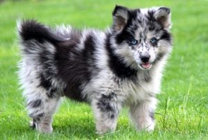 pomeranian-husky-pomsky-dog | luxury homes by brittany corporation