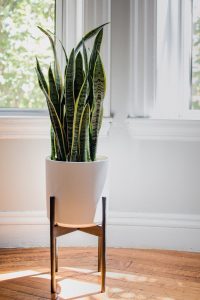snake plant in a white plant | luxury homes by brittany corporation