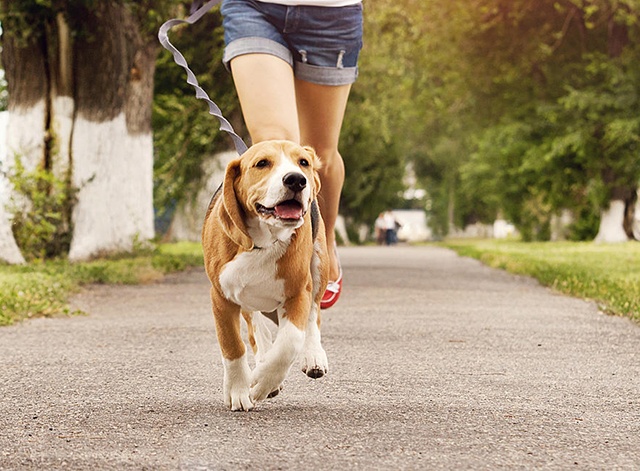 Walking-Dog by a woman in denim shorts | luxury homes by brittany corporation