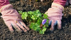 person planting a plant on the ground | luxury homes by brittany coporation