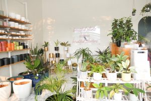photo of plants in pots in pots for plants store | luxury homes by brittany corporation