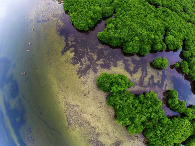 Bakhaw (Mangrove) Festival - Siargao Islands