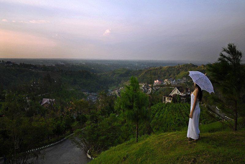 Thousands of pine trees at Crosswinds Tagaytay