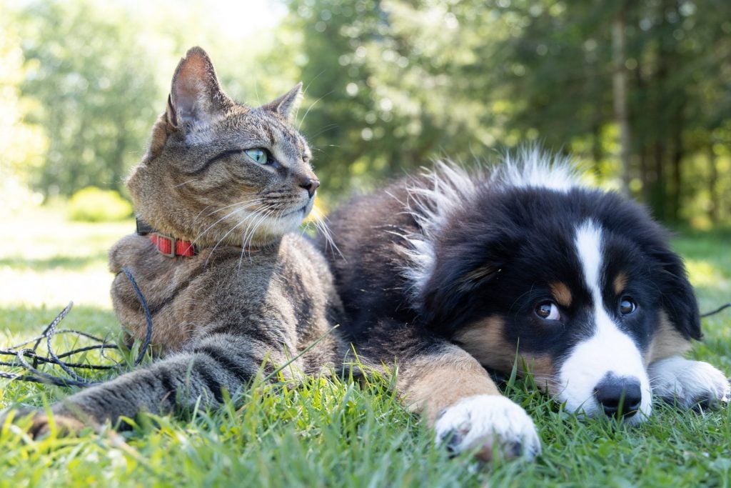 Do Pets Influence How People Choose A Home