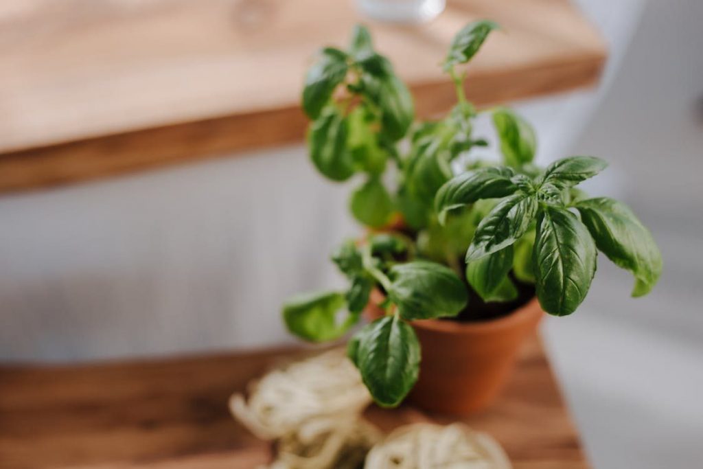A green basil perfect for your home