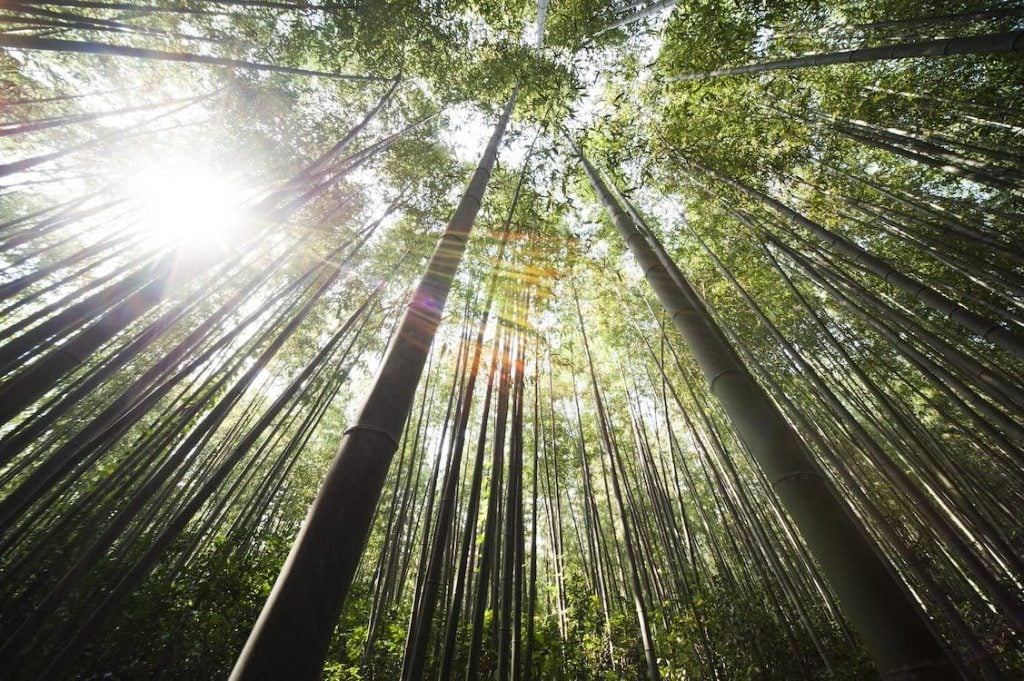 A magnificent view of bamboo