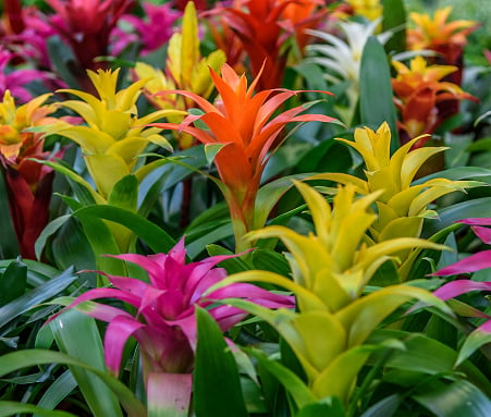 Bromeliad