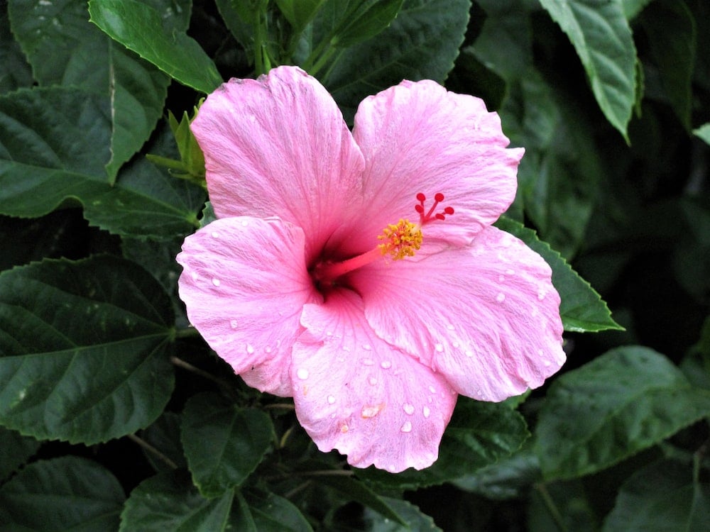 Hibiscus