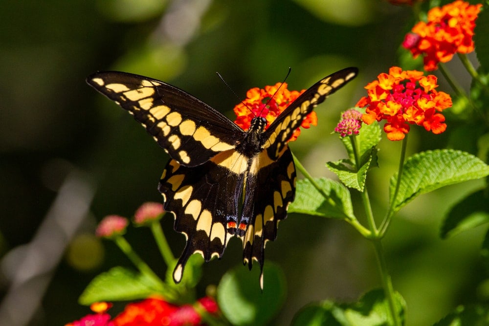 Lantana