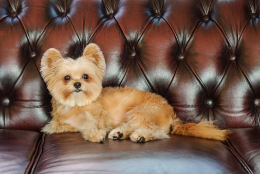 attractive mixed-breed dog laying down on elegant vintage sofa