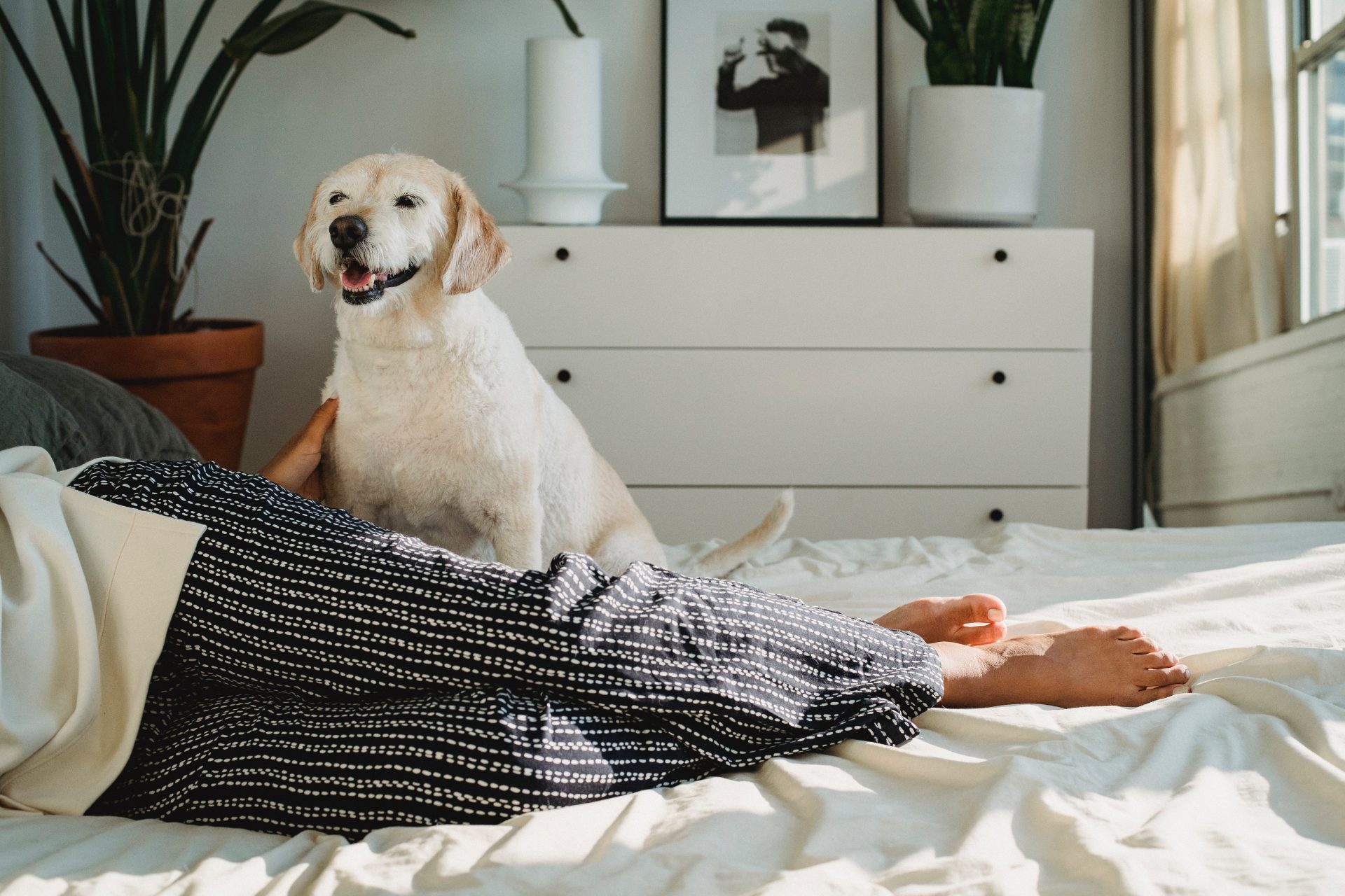 PetFriendly Fabrics for Your Dream Interiors Brittany Corporation
