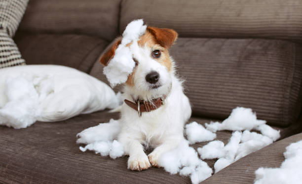 Protecting your Home Design from your Playful Pets