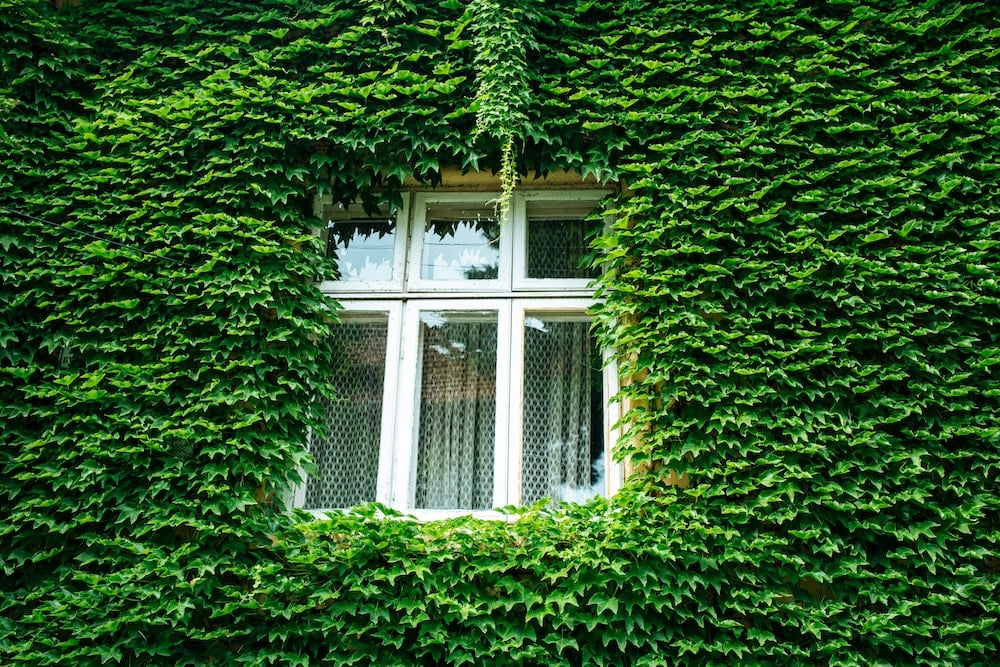 closed window and wall covered with green leaves sustainable design