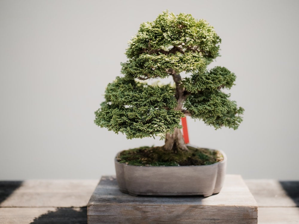 photo of green leafed bonsai plant on brown pot zen garden