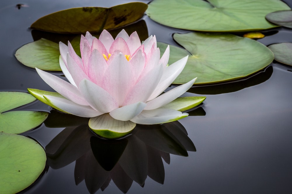 rule of thirds photography of pink and white lotus flower floating on body of water zen garden