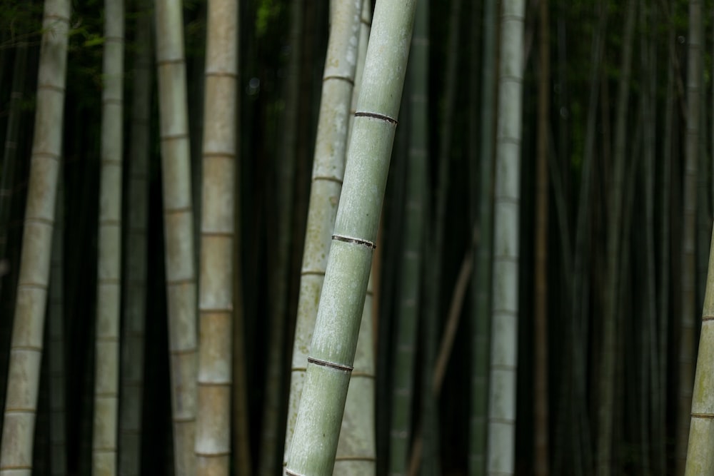 selective focus photography of bamboo trees zen garden