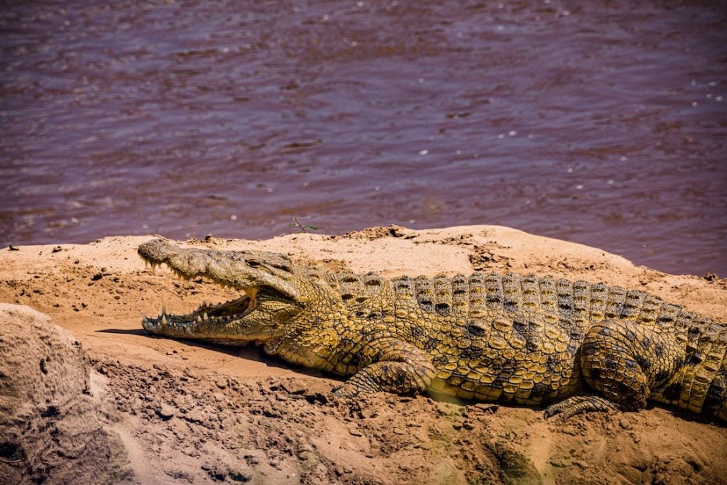 Activities in davao Brown Crocodile on Brown Sand