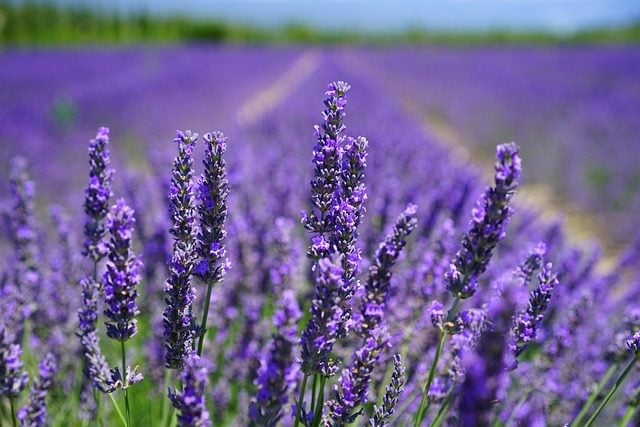 Lavender Field