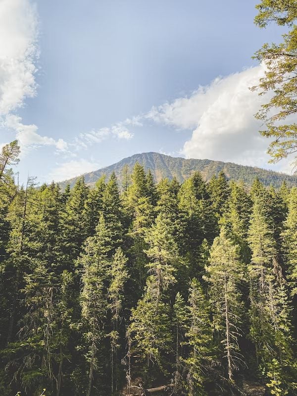 Pine trees act as a shade from the sun using their needles