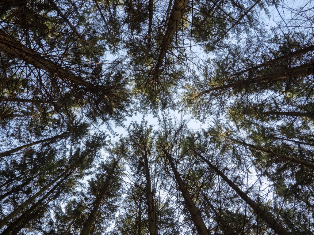 Pine trees grow in places with constant cold climate