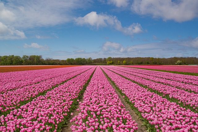 Pink Tulip Bulbs