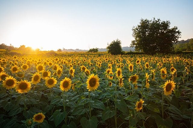 Sunflower field