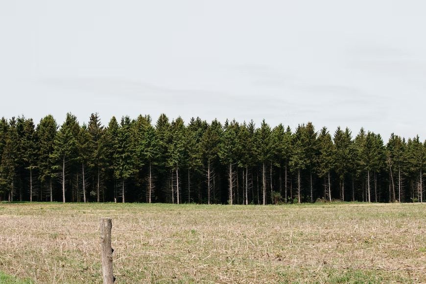 Tall pine trees towering over a green grass field