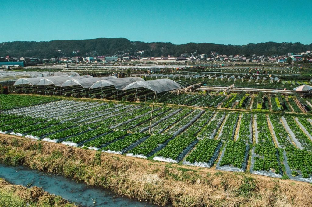 The Strawberry Farm is one of the top tourist attractions in Baguio