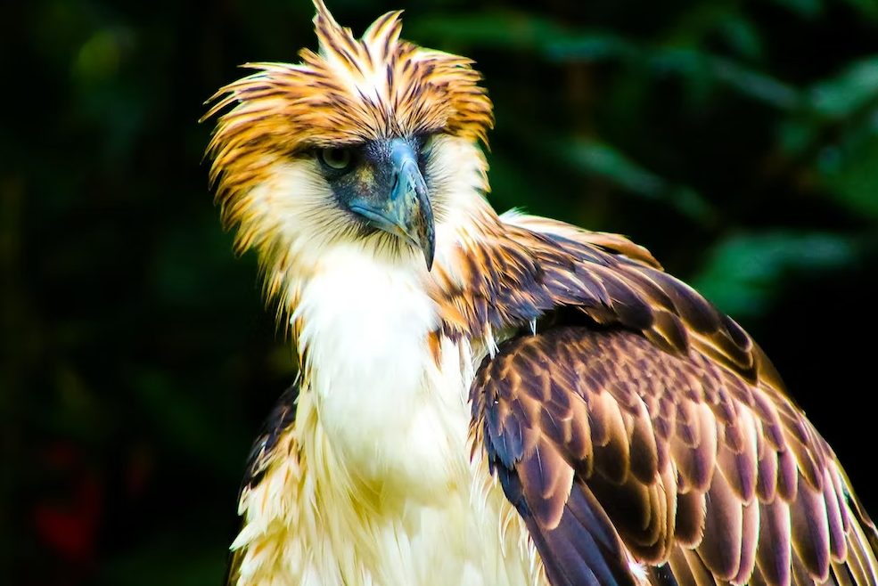 brown and white eagle in tilt shift lens