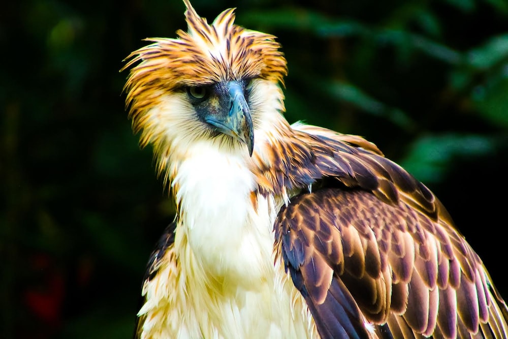 Get close to the Philippine eagle at the Philippine Eagle Center in Davao