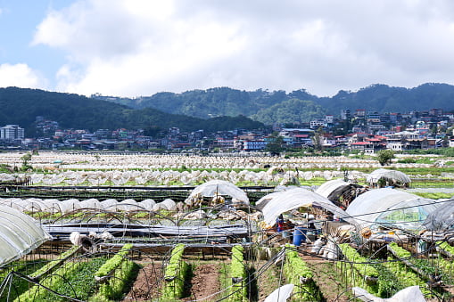 Strawberry and Lettuce Farm in Baguio City Philippines During A Pandemic