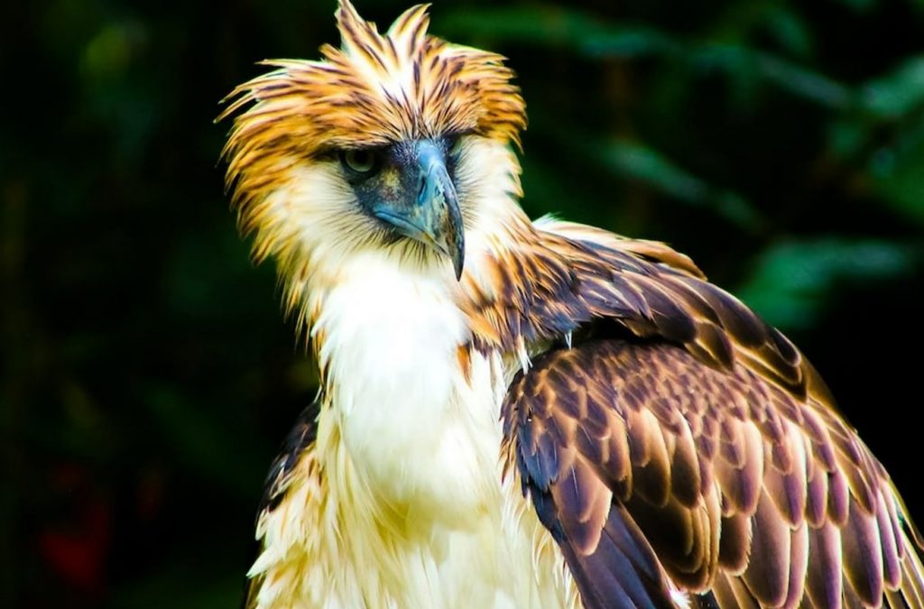 The Philippine Eagle Photo from Unsplash 2