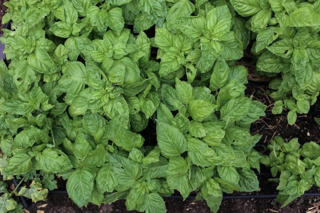 basil ground cover plant