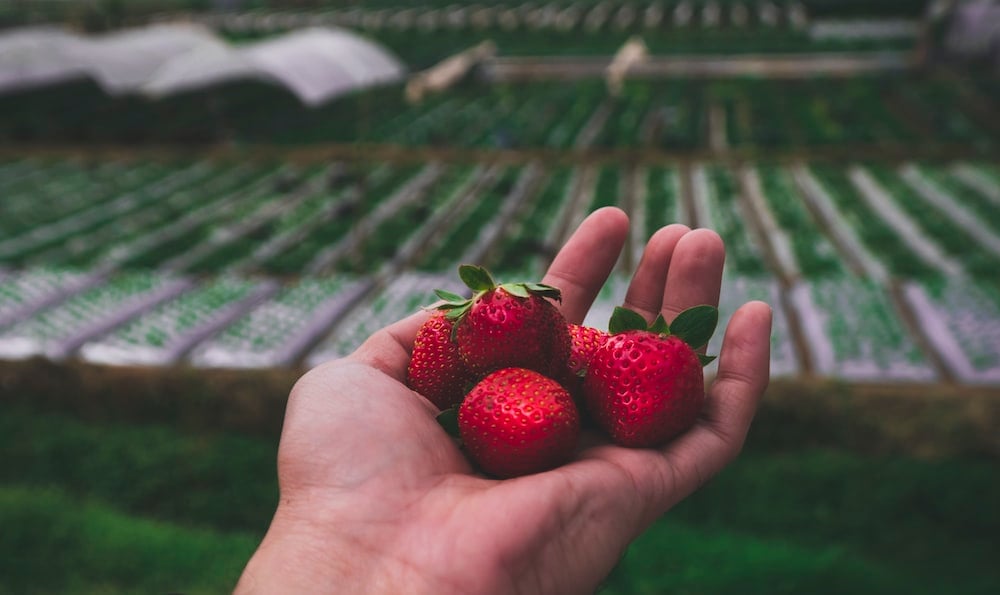 fresh fruits business industry baguio