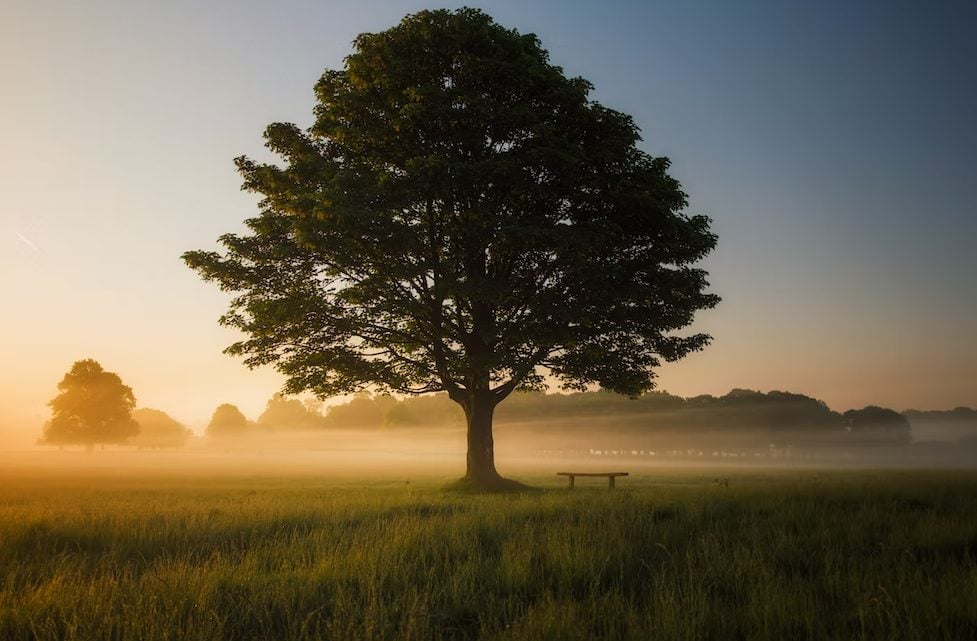 green leafed tree surrounded by fog during daytime