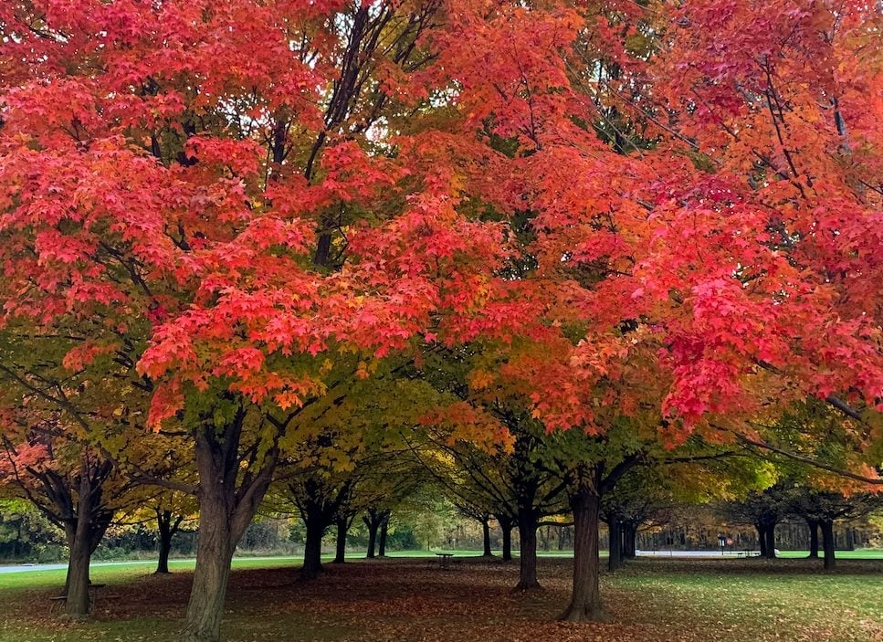 maple luxury trees