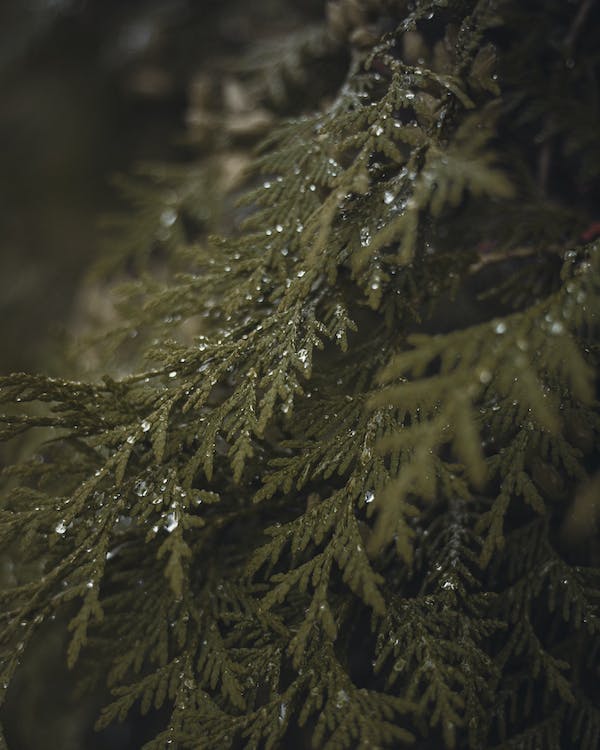 Green Giant Thuja backyard trees