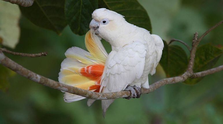Rare Philippine Birds Philippine Cockatoo
