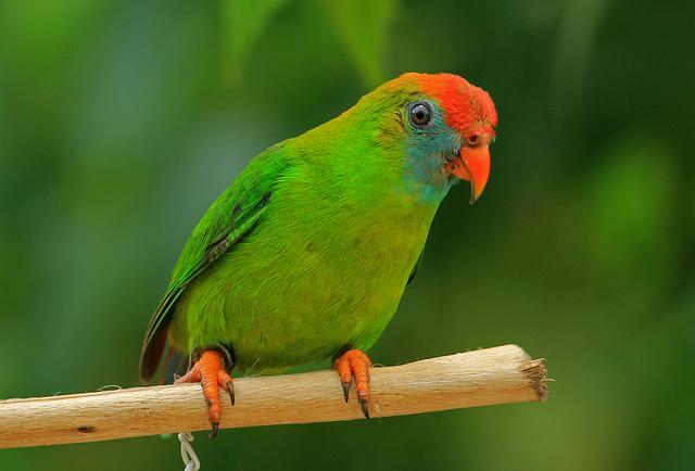 Rare Philippine Birds Philippine Hanging Parrot