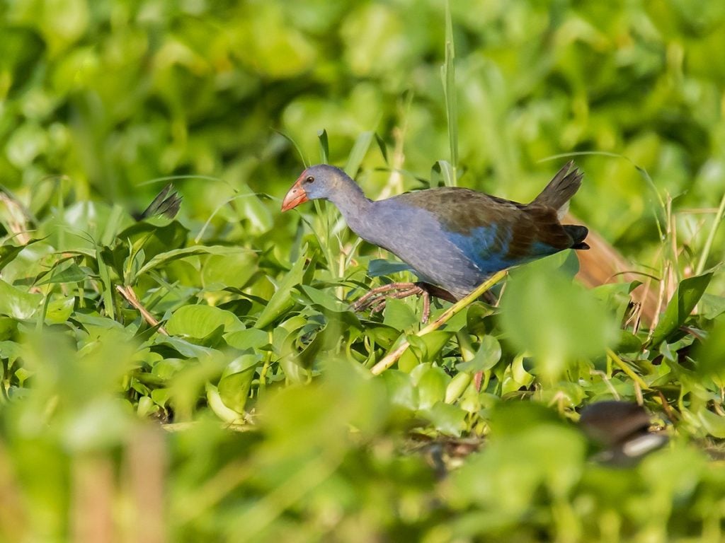 Rare Philippine Birds Philippine Swamphen