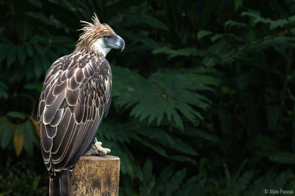Rare Philippine Birds You Need To Know
