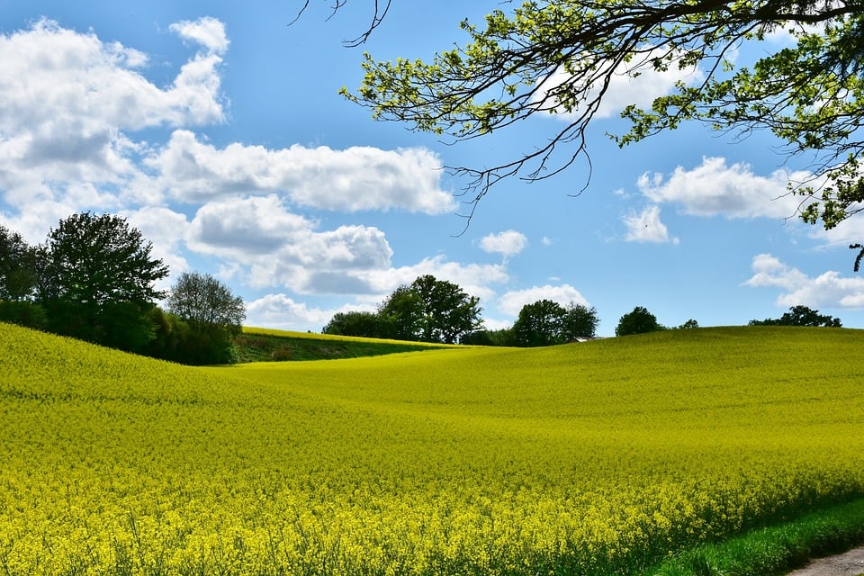 affluent neighborhoods have vast green space