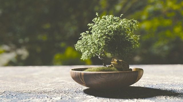 4 Tips for Decorating Your Home with Bonsai Trees