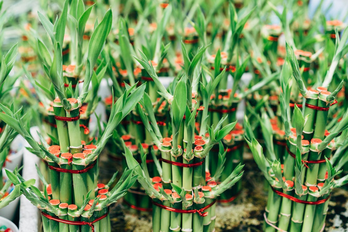 Photo of Chinese bamboo